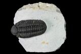 Adrisiops Weugi Trilobite - Recently Described Phacopid #165902-1